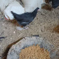 جوجه مرغ و خروس