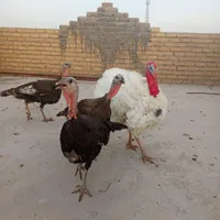 بوقلمون نروماده|حیوانات مزرعه|مرودشت, ده بید|دیوار