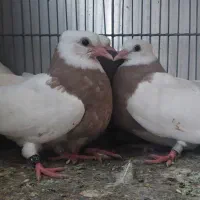 کبوتر جفت صرب . سینه ای . طوقی|پرنده|اصفهان, پروین|دیوار