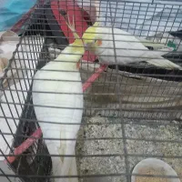 جفت عروس هلندی فروشی موقعیت بجستان