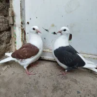 جوجه پرنداختن بدون خط نشان