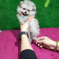 سگ های پامرانین/شیتزو/فنجونی|سگ|شیراز, تاچارا|دیوار