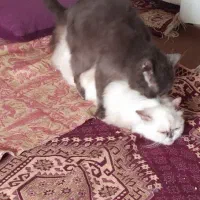 آماده جفتگیری گربه نر اسکاتیش|گربه|کرج, عظیمیه|دیوار