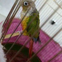 طوطی گرینچک|پرنده|شاهینشهر, گزبرخوار|دیوار