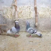 کبوتر قره پیازی نر و ماده سوسنی ونکی