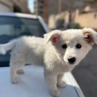 سگ پامر|سگ|کرمان, |دیوار