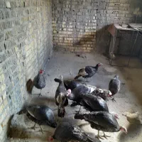 ۱۲تا بوقلمون نر و ماده|حیوانات مزرعه|شیراز, داریون|دیوار