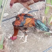 مرغ و خروس ذات دار|حیوانات مزرعه|میناب, |دیوار