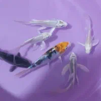 ماهی کوی ۱۰ عدد|ماهی|چهاردانگه (تهران), |دیوار