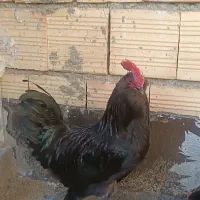 خروس سیاه مرندی