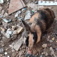 خرگوش|موش و خرگوش|خرمشهر, |دیوار