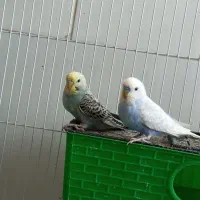 مرغ عشق|پرنده|جوانرود, |دیوار