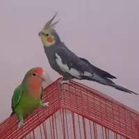 عروس هلندی|پرنده|شاهرود, |دیوار