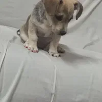 یک عدد سگ پا کوتاه|سگ|مشهد, گلبرگ شمالی|دیوار
