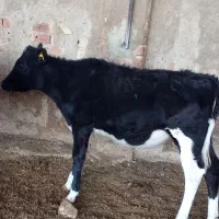 گاو.گوساله ماده هلشتاین خالص ۱۰۰درصد جنس|حیوانات مزرعه|مرودشت, کناره|دیوار