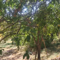 زمین باغ زرد الو و الوچه|فروش زمین و ملک کلنگی|کشکسرای, |دیوار