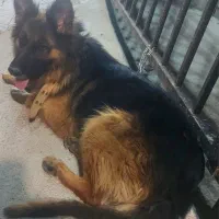 سگ ژرمن ماده بلک فیس جفت نرفته