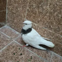 کفتر