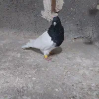 کله سیاه نر عروسک|پرنده|مشهد, ویلاشهر|دیوار