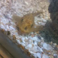 ماهی کوی لجن خوار|ماهی|قم, علی آباد سعدگان|دیوار