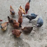 مرغ محلی تخم گذار