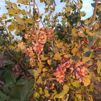 فروش باغ کشاورزی پسته احمدآقای  با سهمیه آب چاه|فروش دفتر صنعتی، کشاورزی، تجاری|نیریز, |دیوار