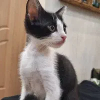 واگذاری گربه|گربه|رشت, حسین آباد|دیوار