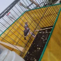 فنچ