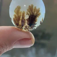 شجر قائن ۱۰۰