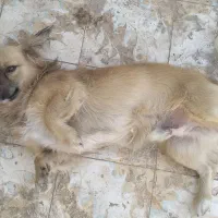 سگ پاکوتاه|سگ|تربت جام, المهدی|دیوار