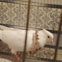 تعدادی کبوتر جفتی وتک