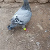 سلام‌جوجه‌المانی