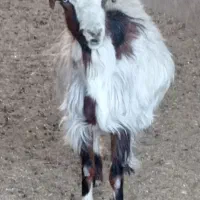 بره و بز و کولار بره کیلویی ۳۸۰|حیوانات مزرعه|کاشان, آیت الله سعیدی|دیوار