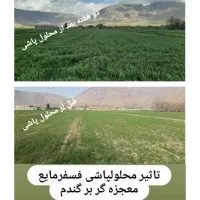 کود فسفر مایع معجزه گر  20 لیتری|خدمات باغبانی و درختکاری|آق قلا, |دیوار