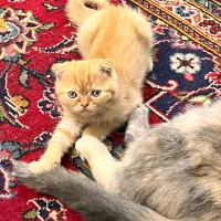 گربه بریتیش گلد گوش فولد