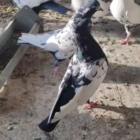 کفتر|پرنده|خمینی‌شهر, |دیوار