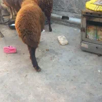 گوسفند|حیوانات مزرعه|جلین, |دیوار