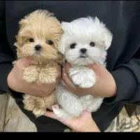 توله سگ خوشکل خونگی تا فردا نصف قیمت بازار