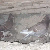 کبوتر(کفتر)