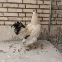 خروس برهما|حیوانات مزرعه|اردکان, |دیوار