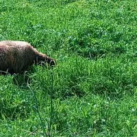 دو راس گوسفند