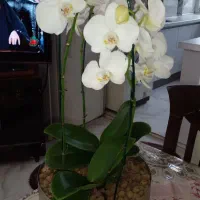 گلدان ارکیده