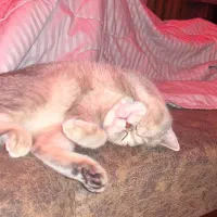 فروش به دلیل مهاجرت