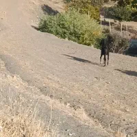 کره نریون|اسب و تجهیزات اسب‌سواری|حسین آباد, |دیوار