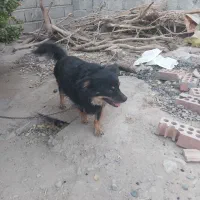 سگ فروشی قیمت ۲ملیون|سگ|عنبرآباد, |دیوار