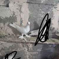 کبوتر گمشده