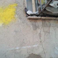 کبوتر