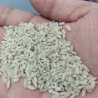 برنج عنبر بو|خوردنی و آشامیدنی|سوسنگرد, |دیوار