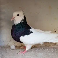 طوقی ماده معاوضه