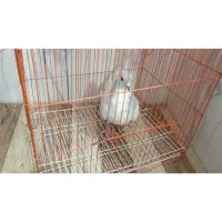 نرنقریی ریشی کلایی